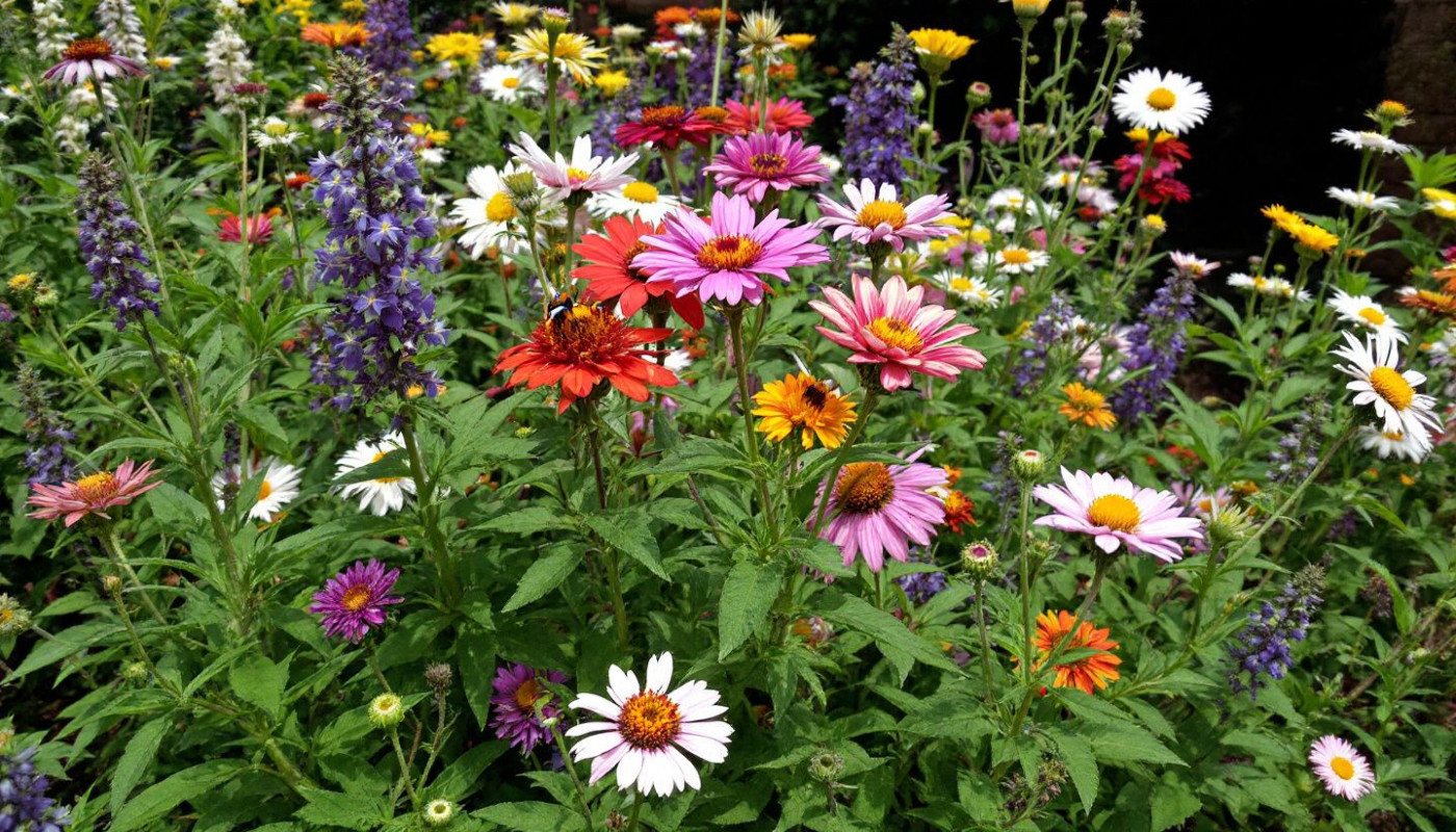 Comment créer un jardin écologique et durable
